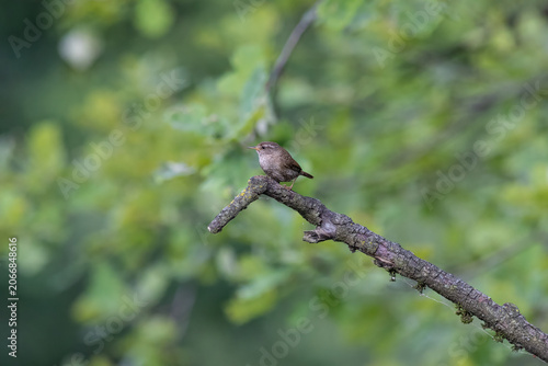 Eurasian Wren Singing on a Branch in Oasi Le Foppe Nature Reserve, Italy