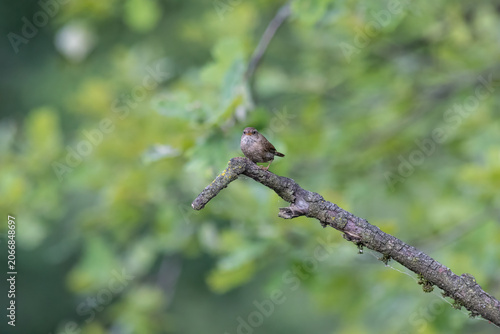 Eurasian Wren Singing on a Branch in Oasi Le Foppe Nature Reserve, Italy