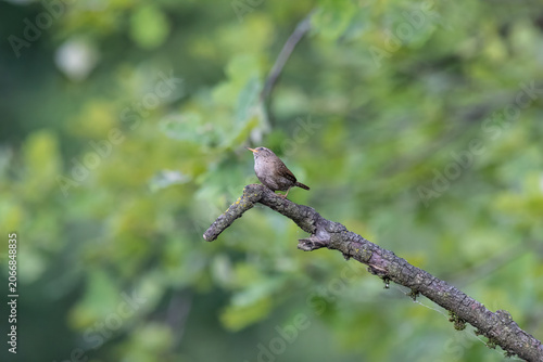 Eurasian Wren Singing on a Branch in Oasi Le Foppe Nature Reserve, Italy