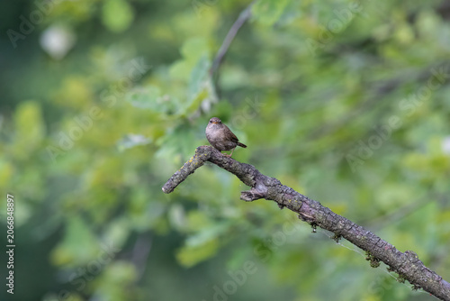 Eurasian Wren Singing on a Branch in Oasi Le Foppe Nature Reserve, Italy