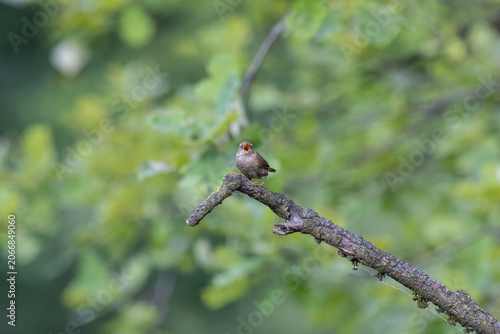 Eurasian Wren Singing on a Branch in Oasi Le Foppe Nature Reserve, Italy