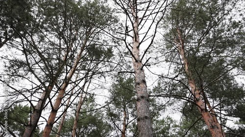 Enchanting coniferous forest landscape with mossy rocks and tall trees. Tall Pine Trees Reaching Sky With View From Below Showing Majestic Forest Canopy, Natural Bark