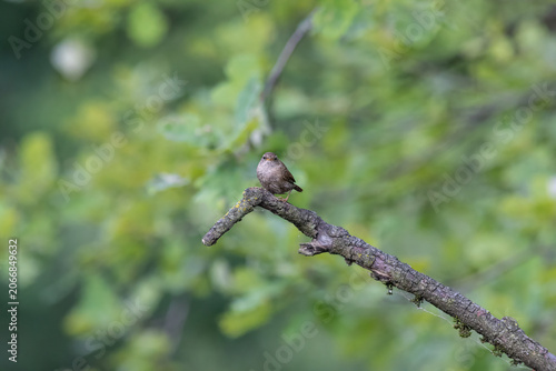 Eurasian Wren Singing on a Branch in Oasi Le Foppe Nature Reserve, Italy