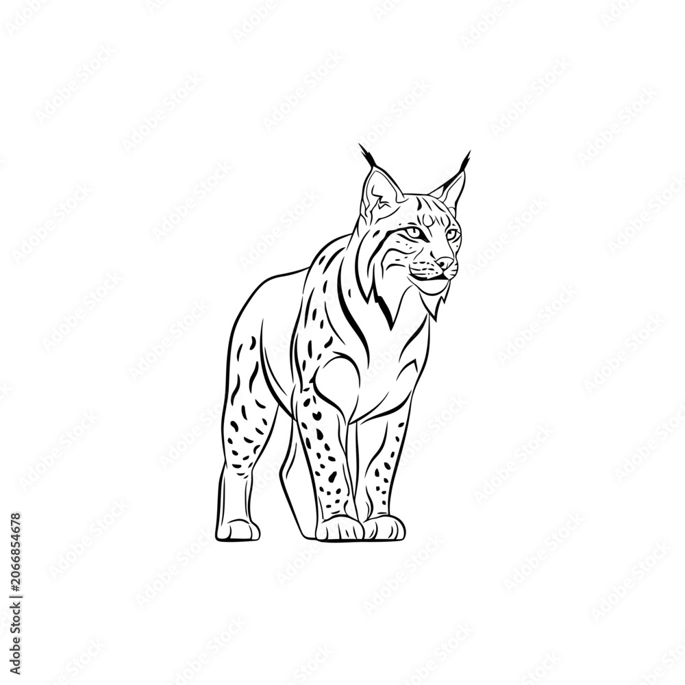 Fototapeta premium A wild lynx feline stands alert in a forest habitat showing impressive spotted fur textures and sharp ears drawn in a hand sketched artistic style perfect for nature lovers and wildlife