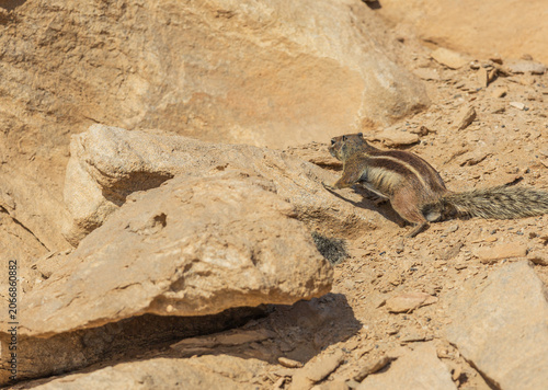 Barbary Ground Squirrel Climbing Up Arid Desert Sandstone Rock in Fuerteventura
