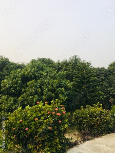 Lush tropical garden scene with flowering shrubs and dense foliage