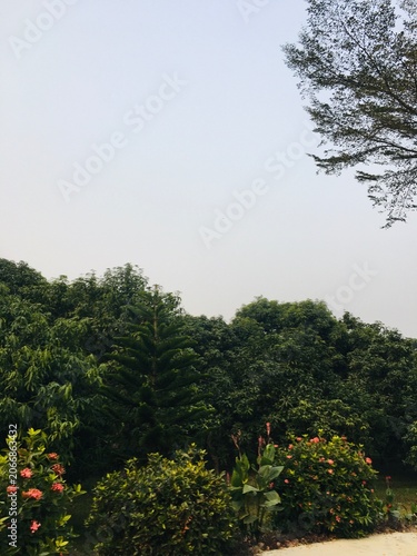 Lush greenery landscape with vibrant flowers and trees under a clear sky