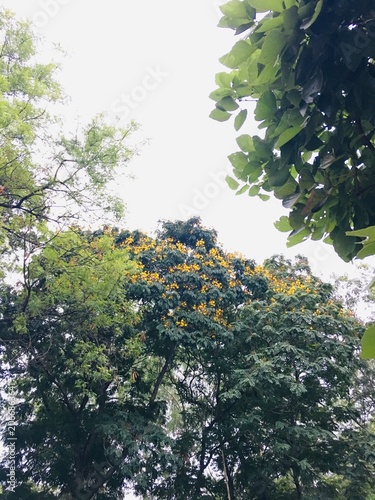 Tropical forest with vibrant yellow flowers on a tree