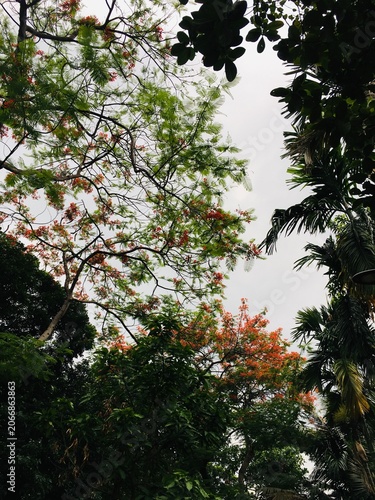 Tropical trees with vibrant orange flowers and lush greenery on a cloudy day