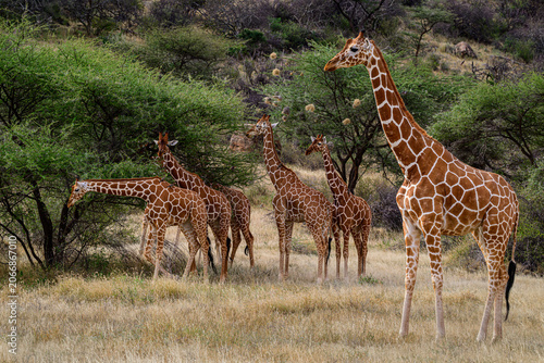 giraffe in the savannah