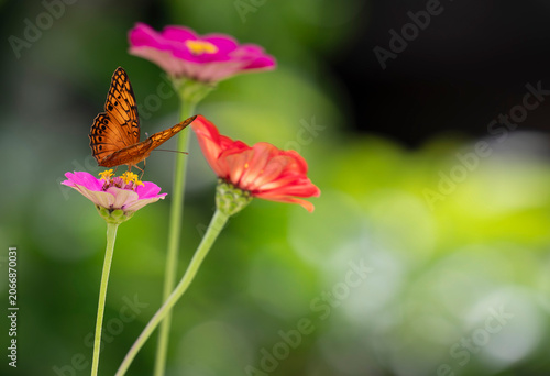 Beautiful Butterfly feeding on Zinnias in a garden