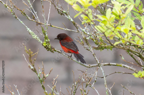 Crimson-backed Tanager (Ramphocelus dimidiatus)