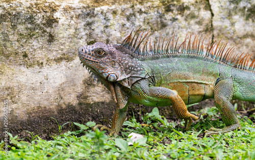 Green Iguana