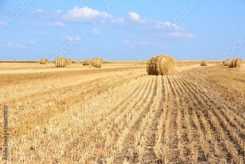 Golden Hay Bales in Harvested Field Under Blue Sky copy space