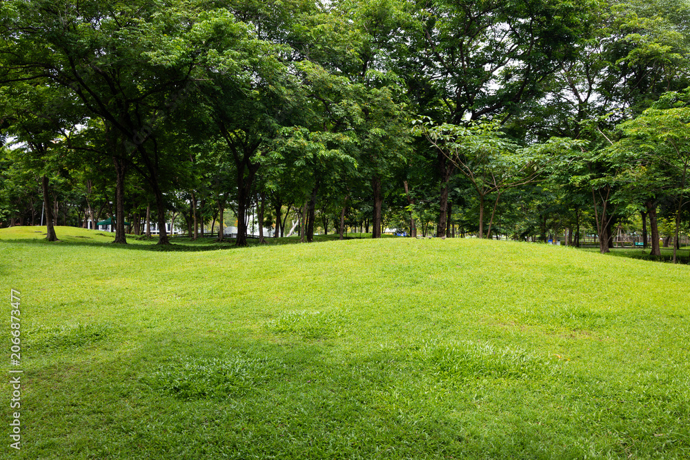 Fototapeta premium Beautiful sloping grassy hill inside a peaceful green lawn garden with shady trees