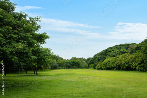 Peaceful city park view featuring an open green grass field surrounded by big trees