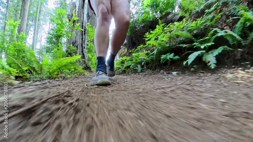 Low Angle of Steps in Redwood Forest in Northern California