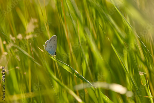 Common blue butterfly perched on a grass blade in a summer meadow