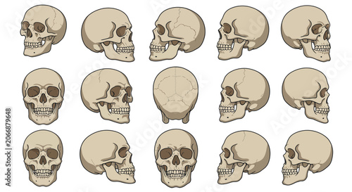 Detailed vector illustrations showcasing a human skull from fifteen distinct anatomical angles, ideal for comprehensive educational, medical, and artistic reference materials