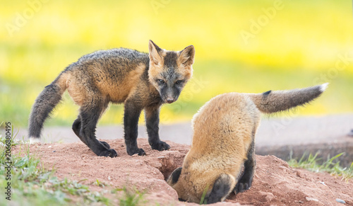 Tableau sur toile Red fox kits playing