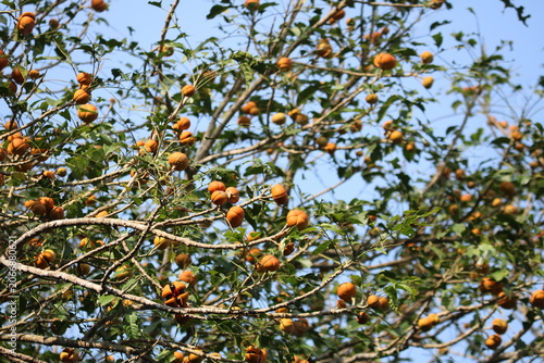 Image of a Dysoxylum gotadhora is a species of tree in the family Meliaceae