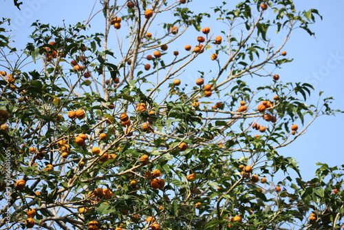 Image of a Dysoxylum gotadhora is a species of tree in the family Meliaceae