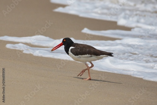 Obraz na plátně The American oystercatcher (Haematopus palliatus), occasionally called the American pied oystercatcher, is a member of family Haematopodidae