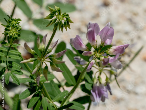 Crown vetch (Securigera varia) flowers in a sunny meadow
