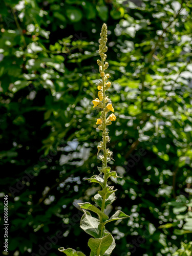Dense-flowered mullein (Verbascum densiflorum) inflorescence in a wild setting