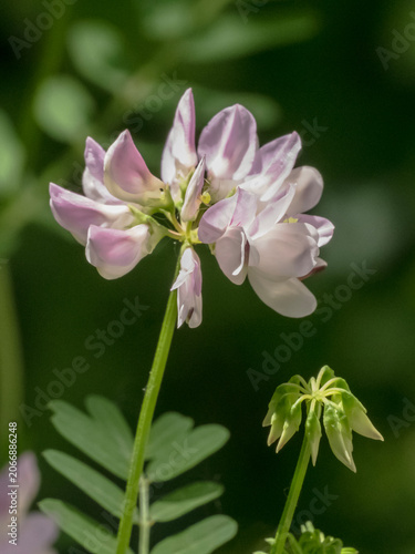 Crown vetch (Securigera varia) flowers in a sunny meadow