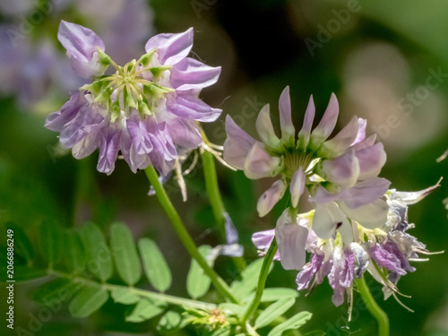 Crown vetch (Securigera varia) flowers in a sunny meadow
