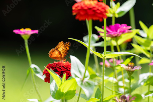 Beautiful Butterfly feeding on Zinnias in a garden