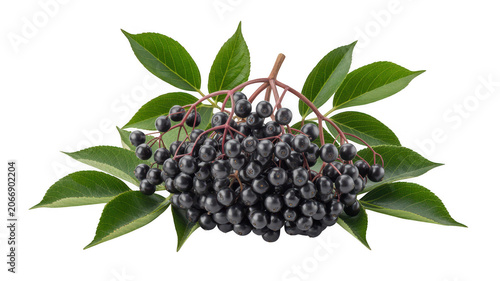 Ripe elderberry cluster with green leaves and stems, isolated on a white background, highlighting the dark purple fruit and natural textures