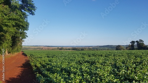 Bild auf Leinwand Soybean Fields and Red Dirt Road in the Agricultural Countryside of Paraguay