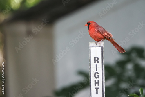 Male northern cardinal launching from right of way sign against blurry background. 