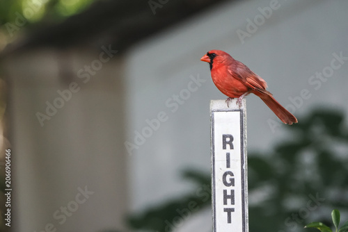 Male northern cardinal launching from right of way sign against blurry background. 