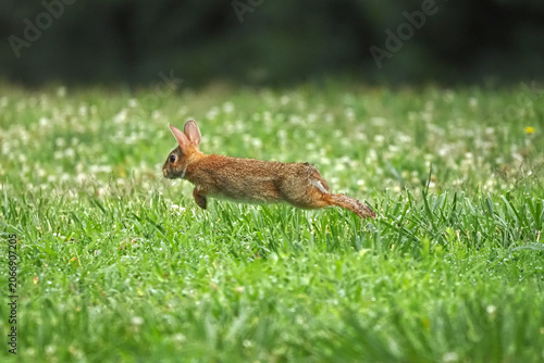Cute baby bunny rabbit cottontail running scared in grassy field. 