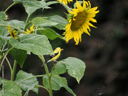 American gold finch perched among blooming sunflowers. 