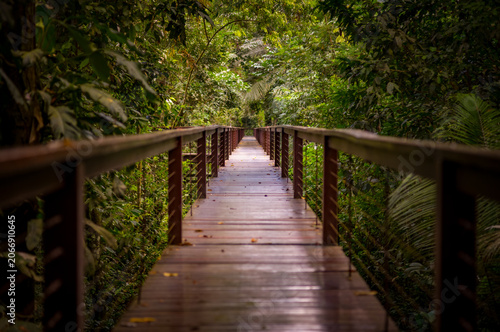 An elevated wooden walkway in the Amazon jungle of Peru.