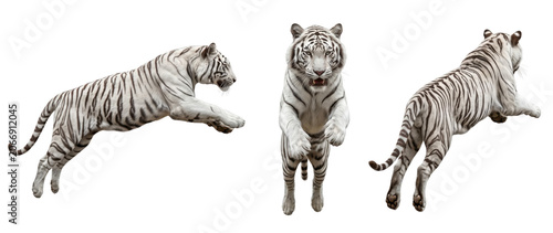 Canvastavla Jumping white tiger from three angles isolated on transparent background