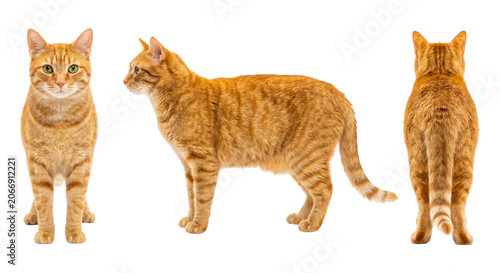 Tableau sur toile Three views of standing orange tabby cat isolated on transparent background
