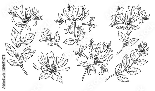 Canvastavla Hand Drawn Honeysuckle Flower Line Art Vector Set with Delicate Blooms Branches