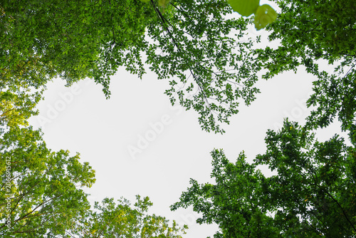 Konstfotografi Dense green tree crowns form a natural heart-shaped frame against the bright summer sky
