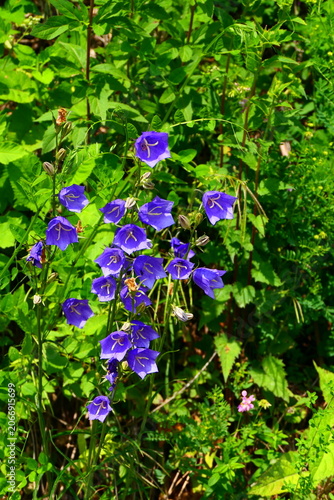 blühende Glockenblumen 