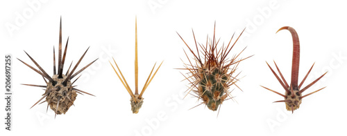 Four distinct and sharp cactus spine areole clusters shown in detailed macro isolated on transparent background.