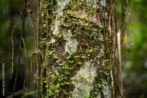 green moss on tree in the amazon jungle of Peru