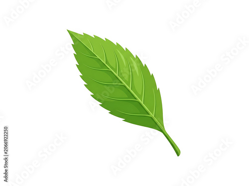 Fresh green leaf isolated on white background.