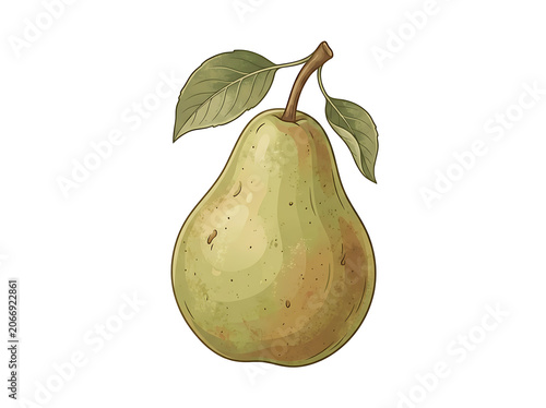 Fresh green pear hanging from tree branch.