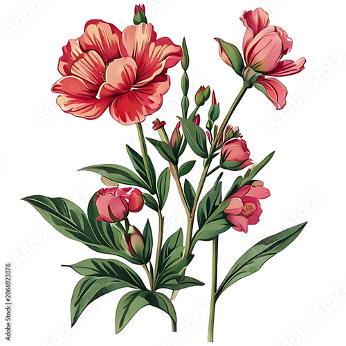 Pink peony flowers with green leaves and stems.