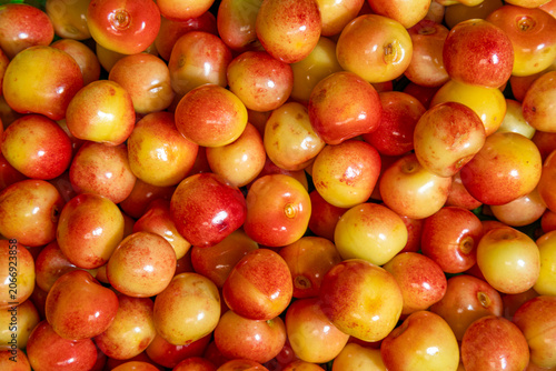 Fresh ripe yellow red cherries glossy Rainier Cherries fruit harvest